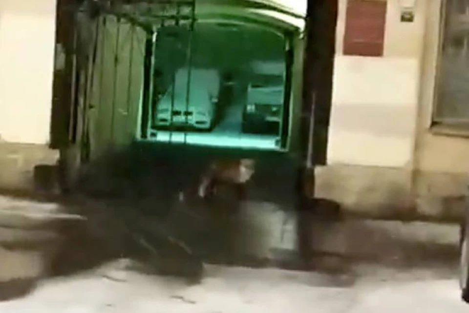 Лиса пробежала по улице Чайковского в центре Петербурга