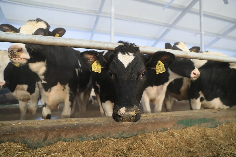 На предприятии поголовье увеличилось до 8,6 тысячи коров. Фото: Администрация Волгоградской области.