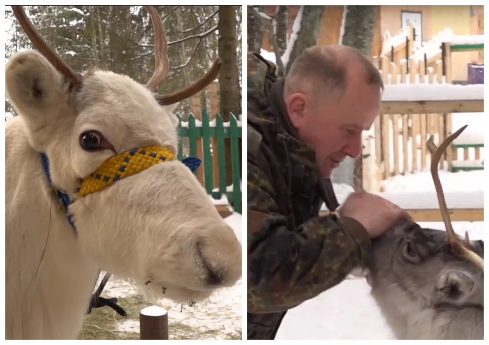 В экопарке Сыктывдинского района поселились северные олени из Ижмы и Воркуты