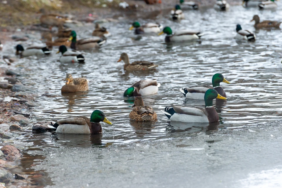 В Ульяновске подсчитали численность зимующих уток