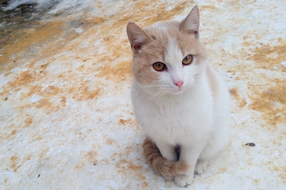 В Добринском районе Липецкой области у кошки подтвердилось бешенство