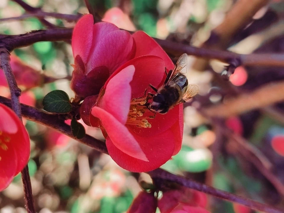 Пчелы собирают нектар в январе. Фото: Никитский ботанический сад (НБС-ННЦ РАН)/VK