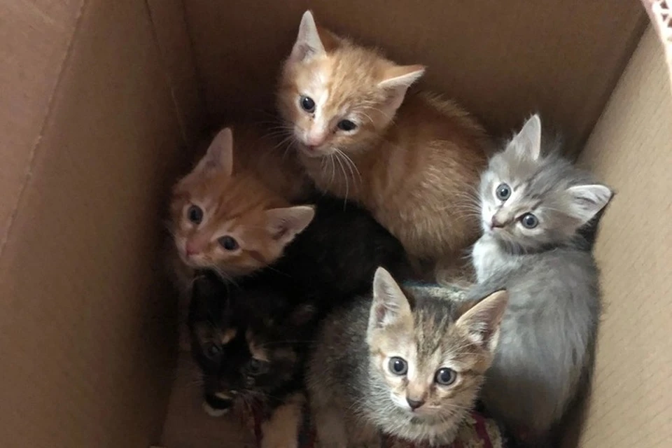 Фото: vk.com/catcafeufa