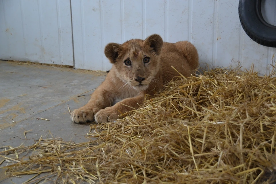 Львенка, которого незаконно пытались вывезти из России, оставили в зоопарке в Тульской области