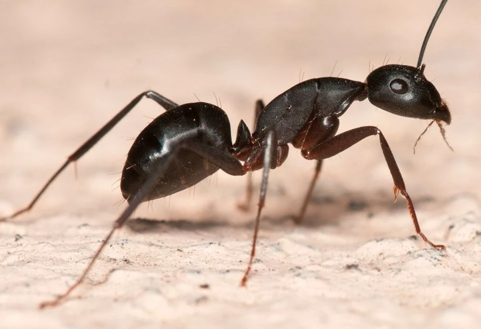 У муравьев исключительное обоняние.