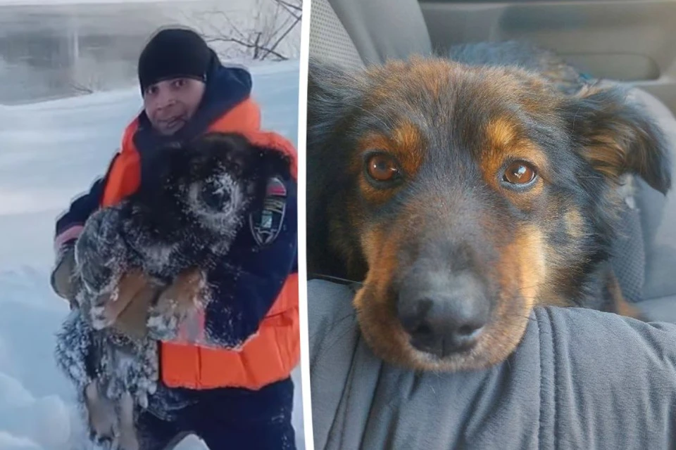 В Новосибирске спасли собаку, застрявшую на острове-льдине. Фото: Спасатели МАСС / предоставлено Сергеем.