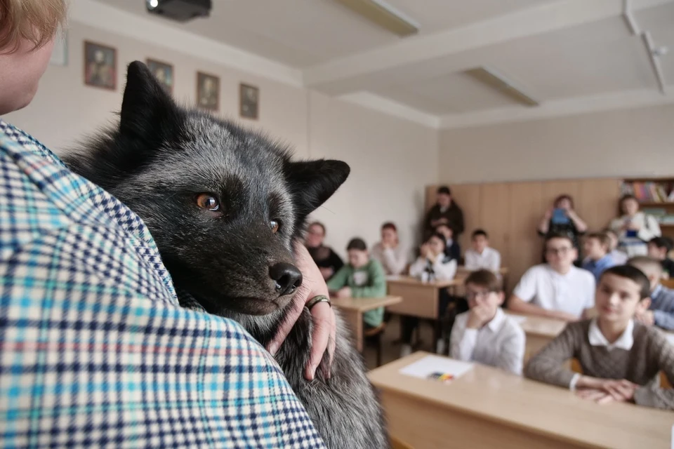 В гости к школьникам пришел черно-бурый лис по имени Яша.