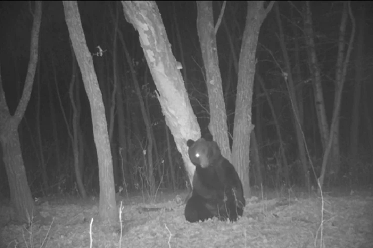 Одноглазый танцор: крупный медведь эффектно попал на камеру в ЕАО