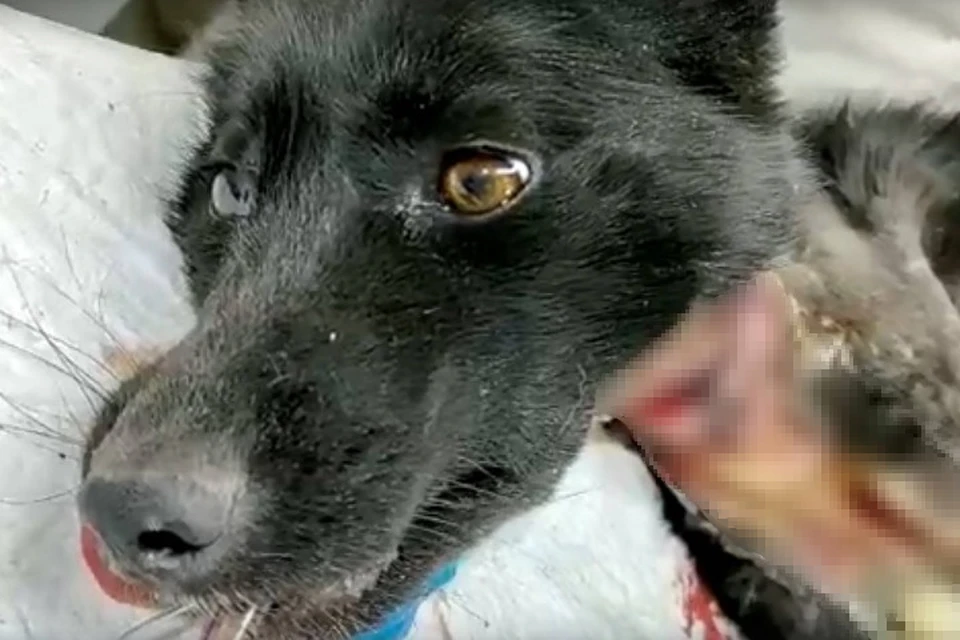 В Красноярске спасают собаку, которую чуть не задушила резинка на шее. Фото: стоп-кадр видео центра защиты животных "Соседи/Бездомный пес".