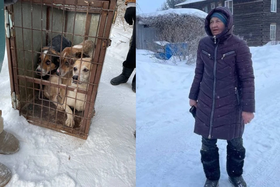 В Новосибирске задержали пенсионерку, которая развела дома полсотни псов.