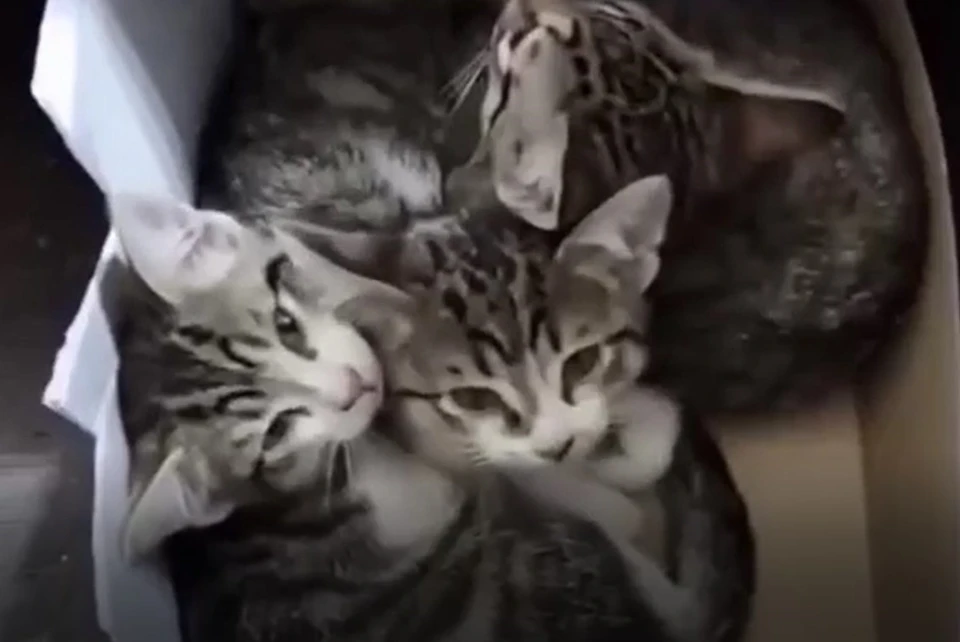 Все котята уже пристроены
