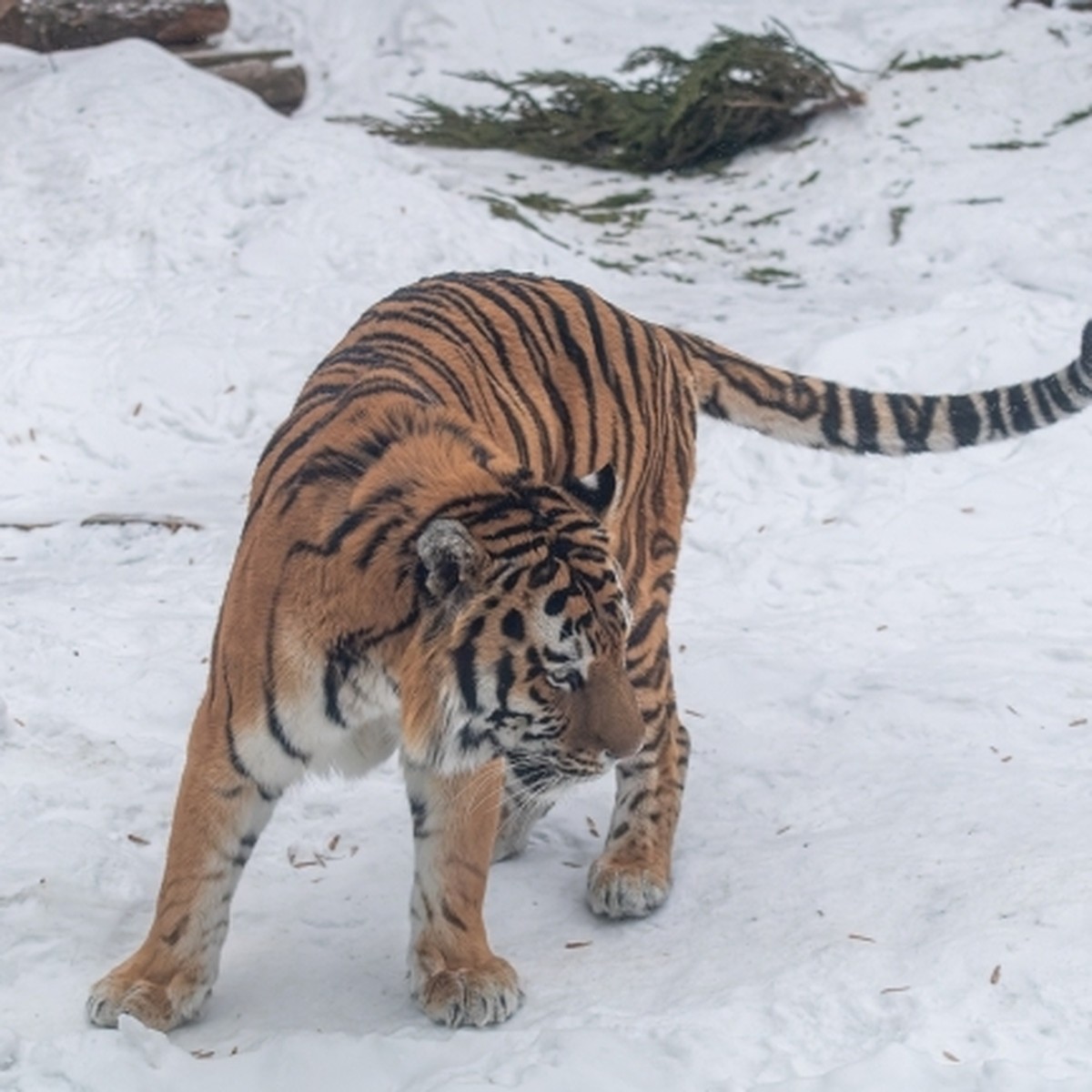 100 000 изображений по запросу Рычал тигр доступны в рамках роялти-фри лицензии