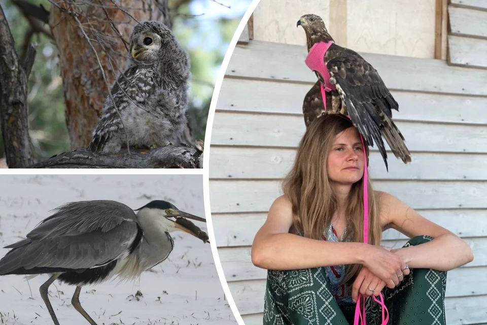 Создает приемные семьи и подсматривает в скворечники: как орнитолог спасает  редких птиц - KP.RU