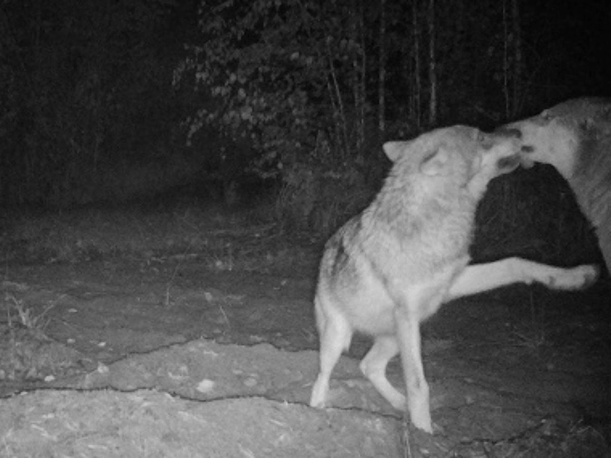 Волчья «свадьба»: Целующихся волков засекла фотоловушка в Керженском  заповеднике - KP.RU