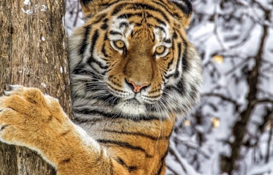 О встречах с хищником просят незамедлительно сообщать Фото: Центр "Амурский тигр"