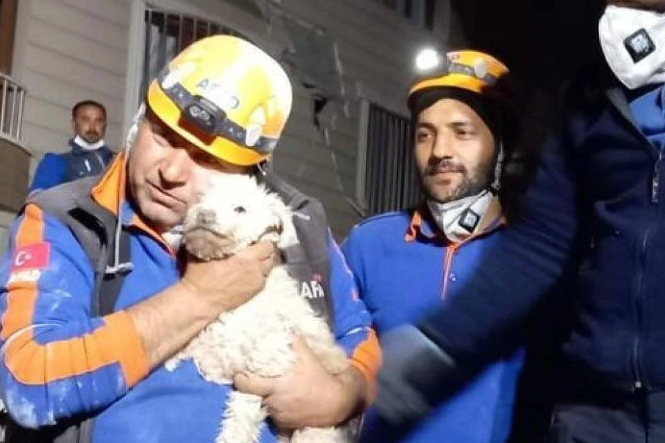 Живую собаку достали из-под завалов на 25 день после землетрясения в Турции, фото: соцсети