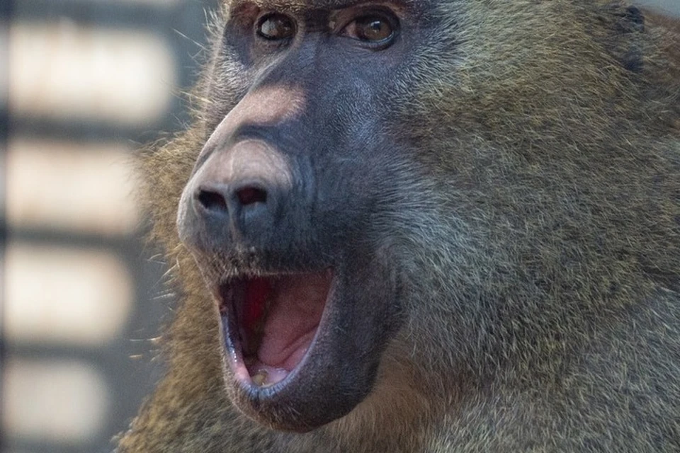 Открыла парад очарования знойная красотка Шимпанзе по имени Эллис. Фото: страница Ростовского зоопарка ВКонтакте