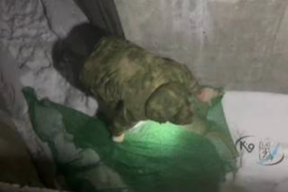 В Иркутске спасли провалившуюся в бетонную яму косулю