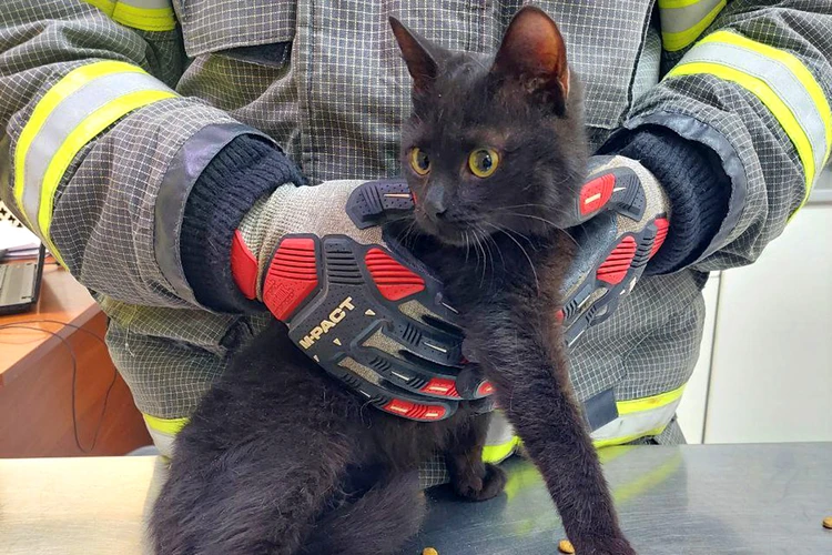 В капкан мог попасть ребенок: в Москве спасатели с трудом достали котенка из опасной ловушки