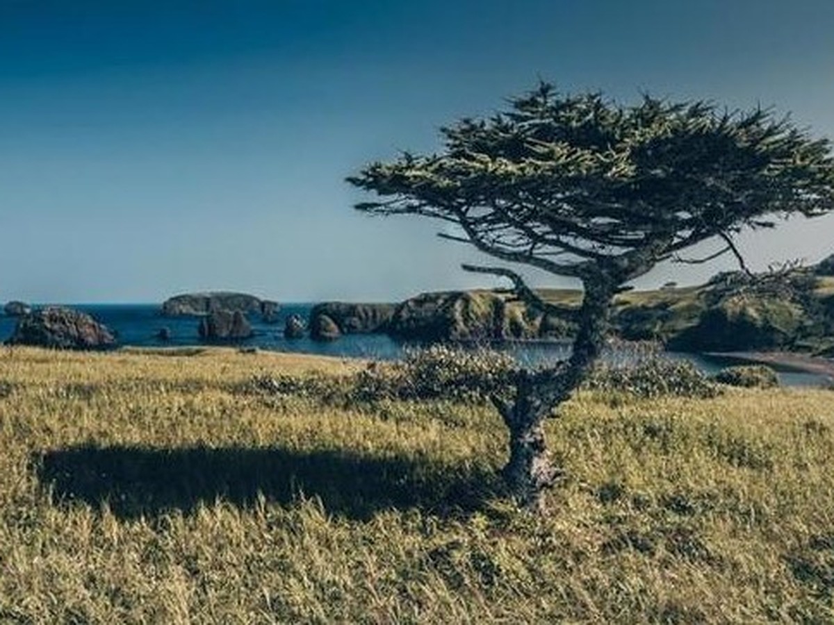 Сфотографировать краснокнижное дерево и выиграть денежный приз предложили  жителям Сахалина - KP.RU