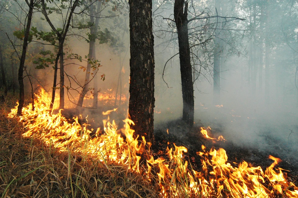 Пожаров в Томской области в апреле и мае не прогнозируется.