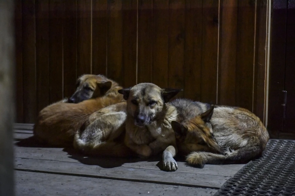 Защитить людей от собак требует прокуратура у районной администрации в Магаданской области