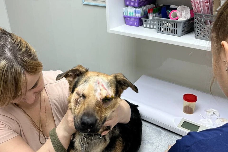 Фото: Помощь Бездомным Животным «ЖиВи»