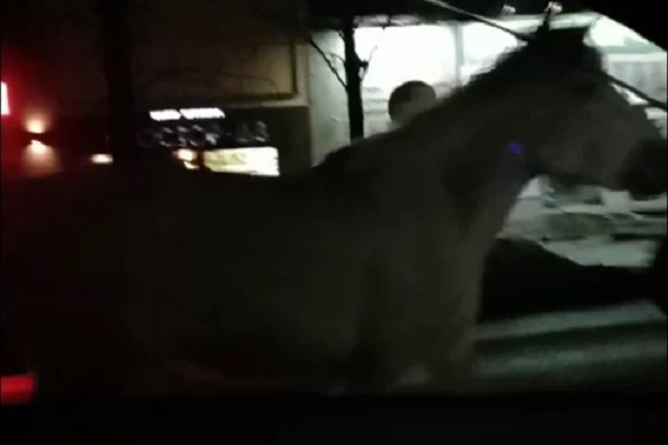 Видео с гуляющей по ночному Биробиджану лошадью сняли очевидцы Фото: @livebir