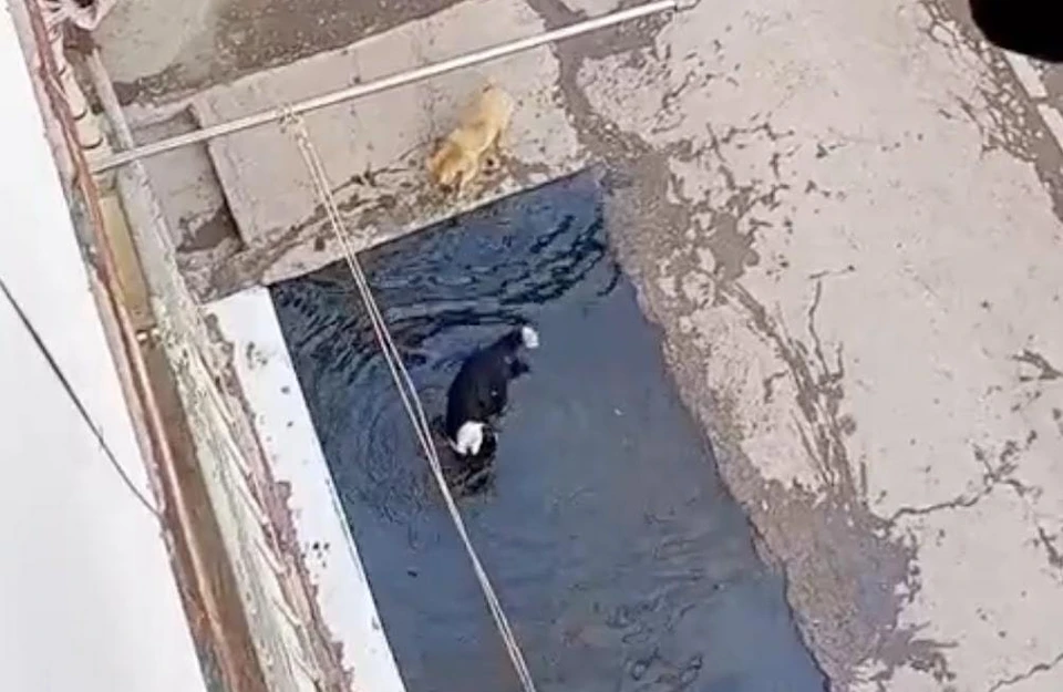 Собаки купаются в фекальных реках улице Адмирала Нахимова