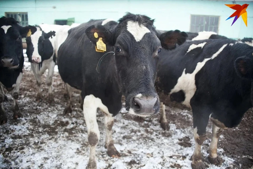В Беларуси планируют внедрить цифровое доение коров.