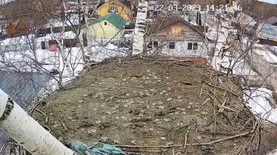 Этой весной в нашем регионе уже видели белых аистов. (Скриншот с видео)