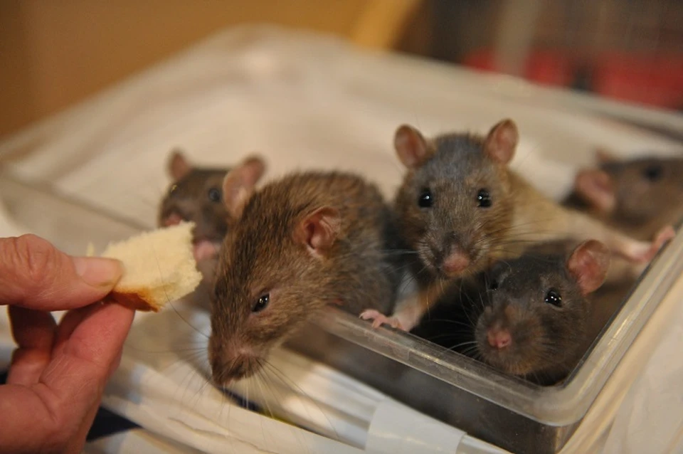 Количество крыс выросло в Хабаровске