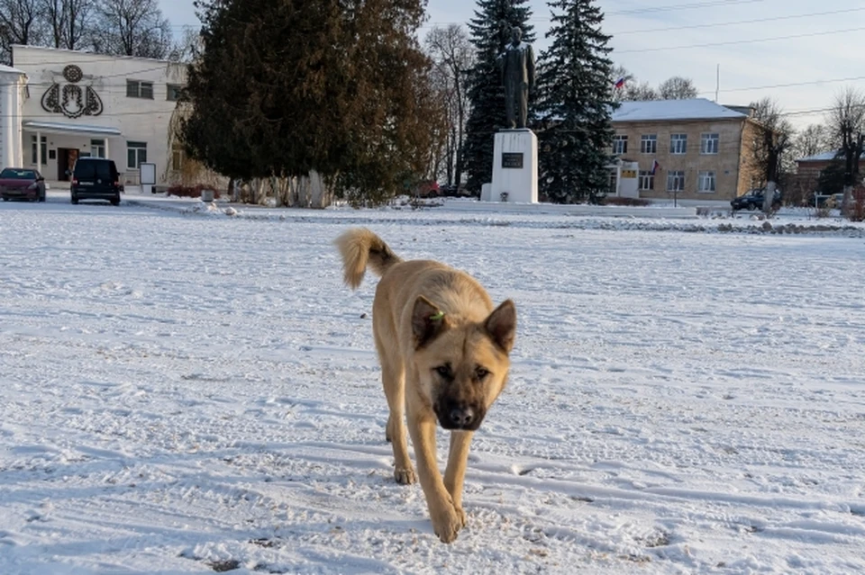 Страховой полис можно оформить для кошек, собак, мини-пигов, хорьков.