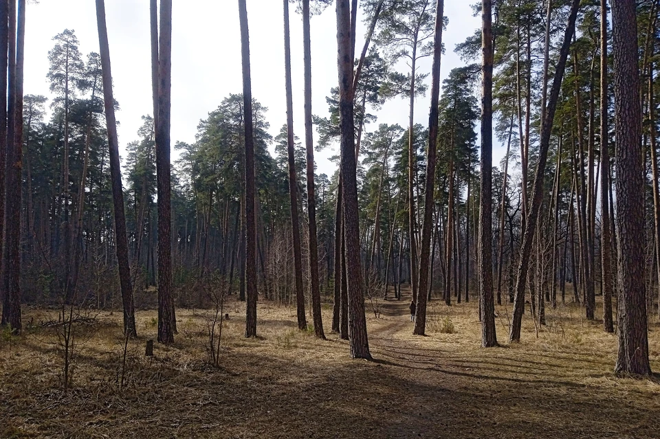 Под Липецком компания заблудилась в лесу