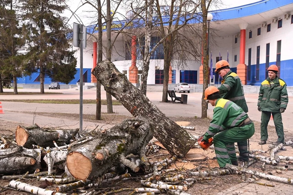 Старые деревья заменят на новые саженцы. Фото из телеграм-канала мэрии Белгорода.