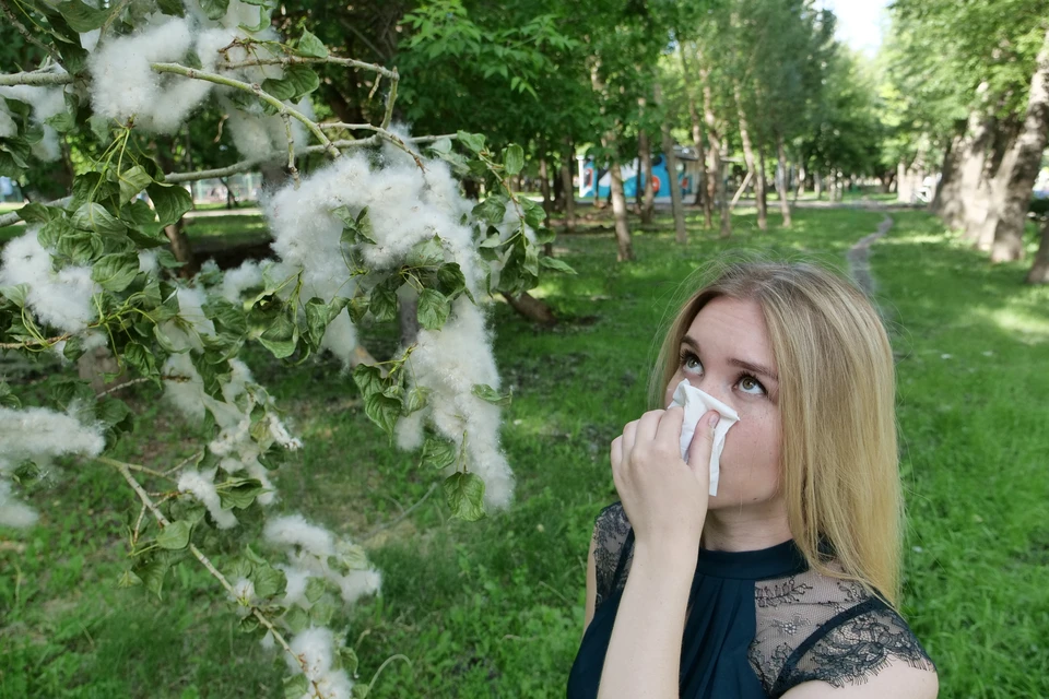 Тополиный пух способствует широкому распространению аллергической пыльцы.