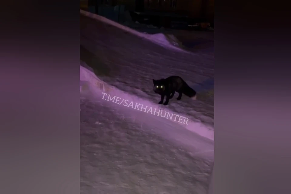 Фото и видео: sakhahunter