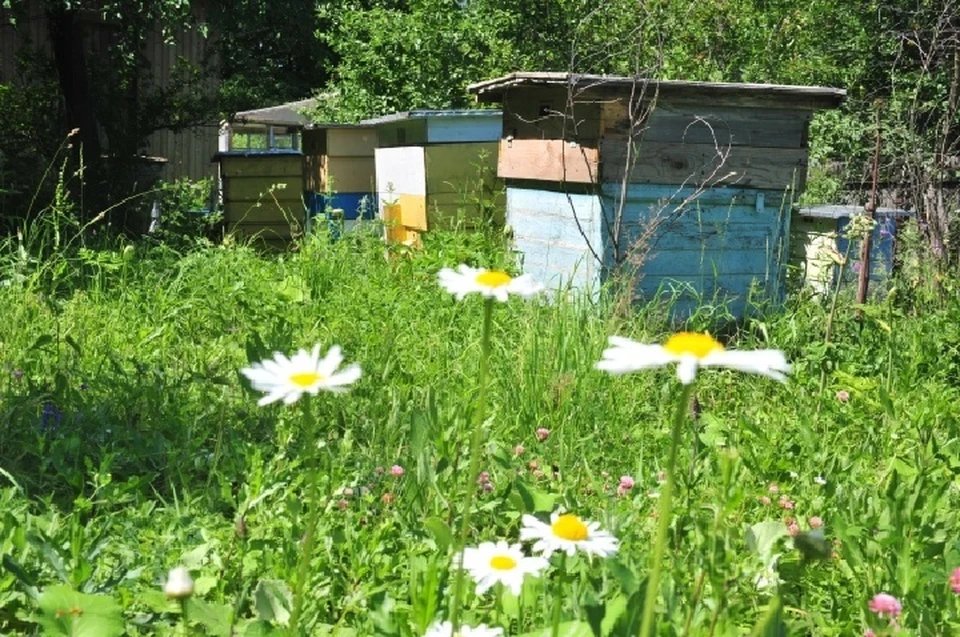 В Республике получают очень хороший цветочный белый мед, который высоко ценится покупателями