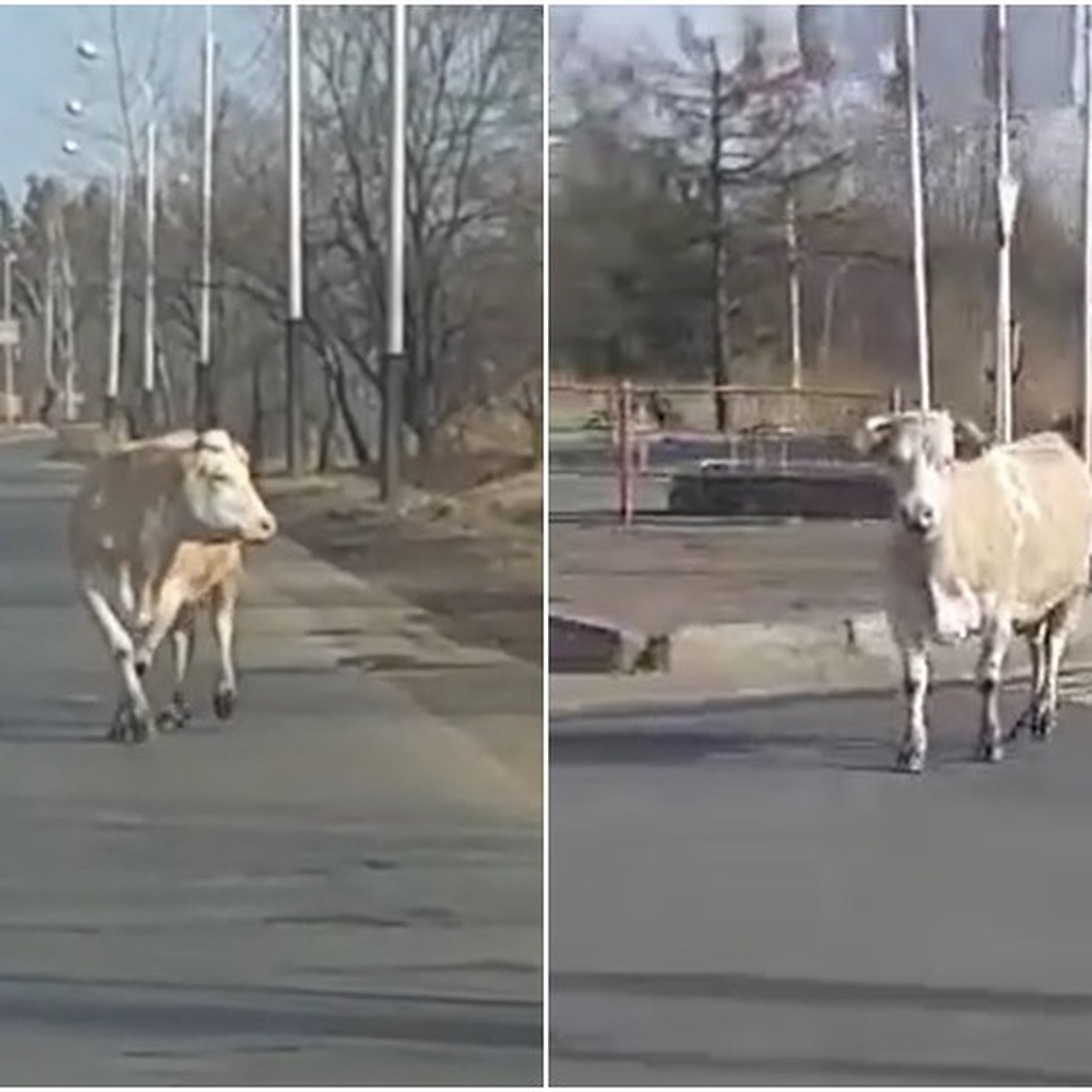 Жертв становится больше: бушующая корова забодала мужчину на рынке в  Хабаровске - KP.RU