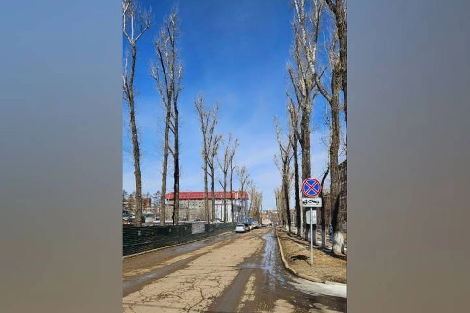 В Иркутске на территории городка ИВАТУ высадят почти 280 деревьев