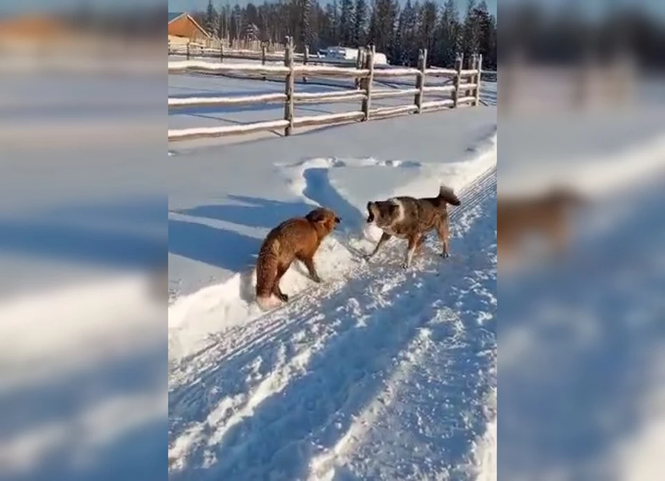 Фото: скриншот видео