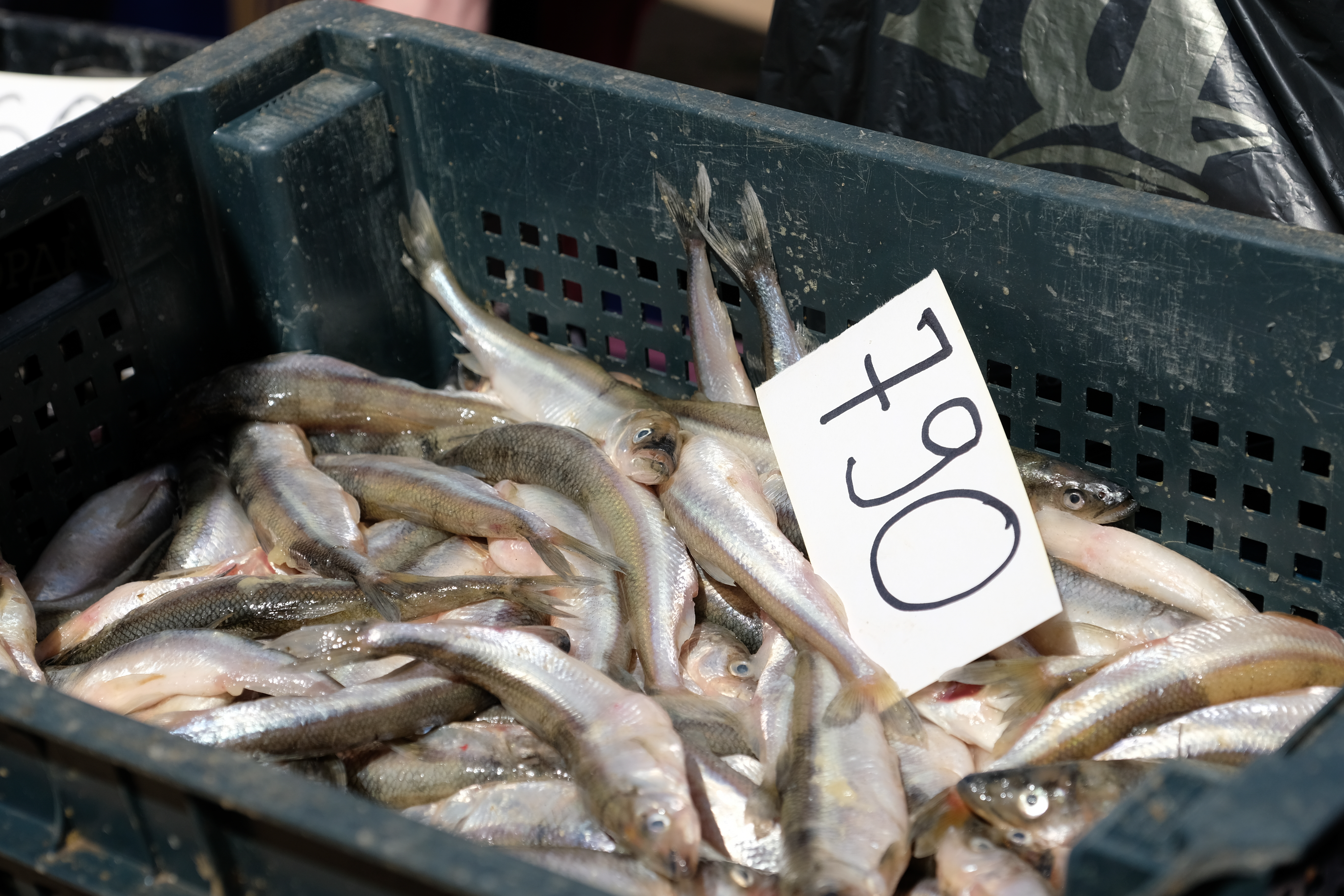 Где купить корюшку в Санкт-Петербурге 2023