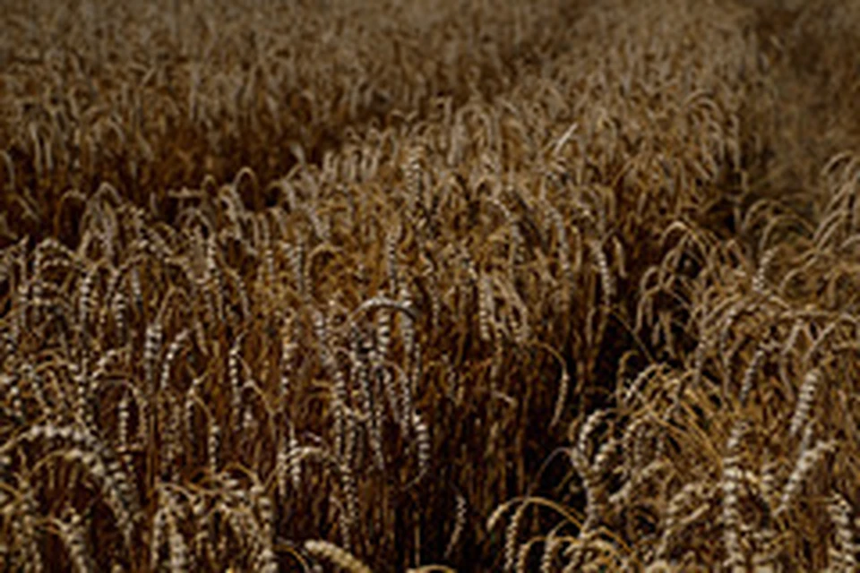Песков оценил перспективы зерновой сделки