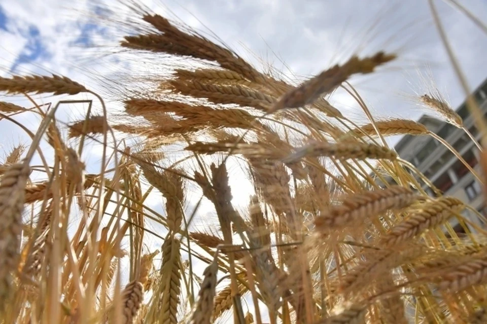 Польский парламентарий усомнился в качестве украинских продуктов, поступающих на европейские рынки