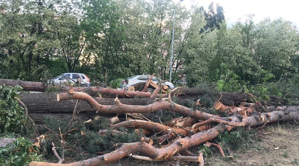 На месте проведут компенсационное озеленение
