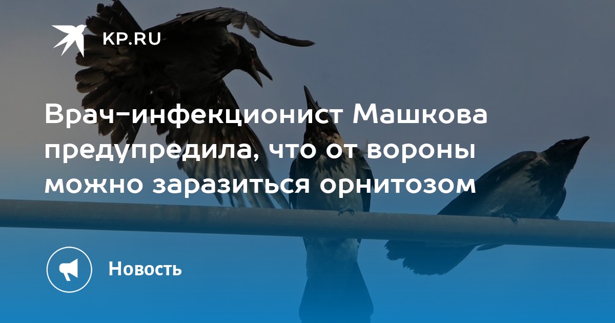 Врач инфекционист Машкова предупредила что от вороны можно заразиться орнитозом Kp Ru