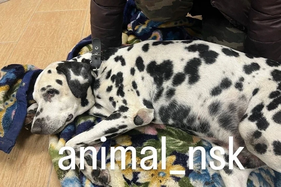 Найденный на мусорке в Новосибирске далматинец по кличке Лойд умер. Фото: animal_nsk - Новосибирск