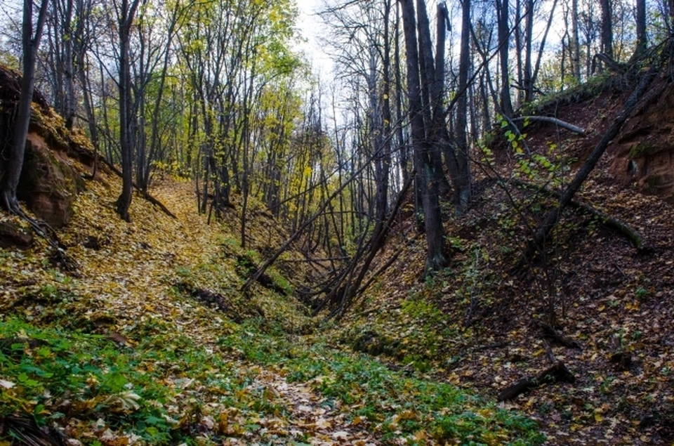 Облученский район лес.