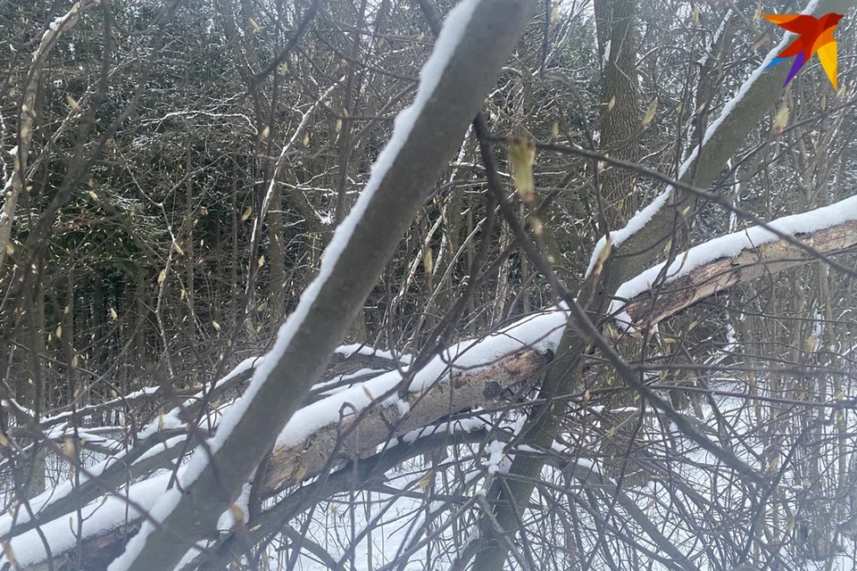 В Беларуси 1 мая ожидаются заморозки до -5 градусов. Фото: архив «КП»