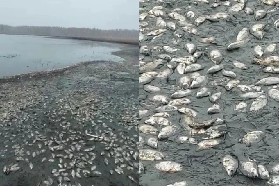 Массовый замор рыбы случился в Чановском и Сузунском районах области. Фото: Стоп-кадры из видео Геннадия Макарова